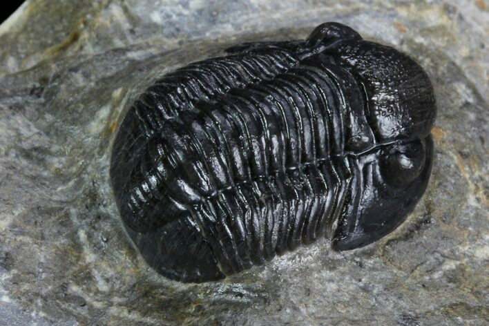 Detailed Gerastos Trilobite Fossil - Morocco #125286